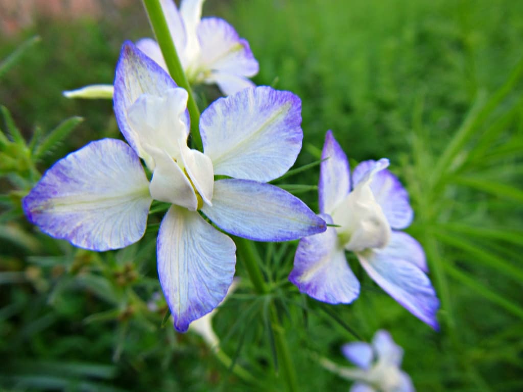Dauphinelles (Delphinium)