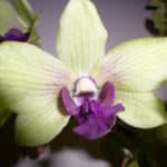 Dendrobium