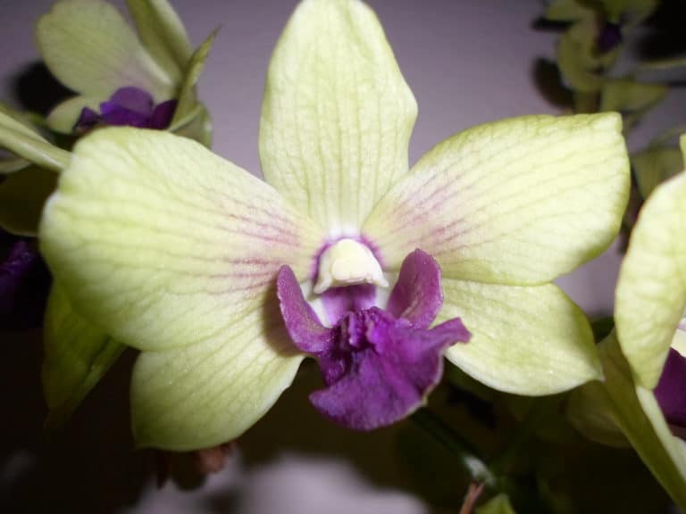 Dendrobium (Dendrobium)
