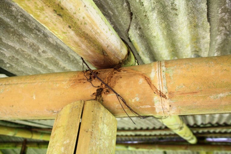 Dendrocalamus (Dendrocalamus)