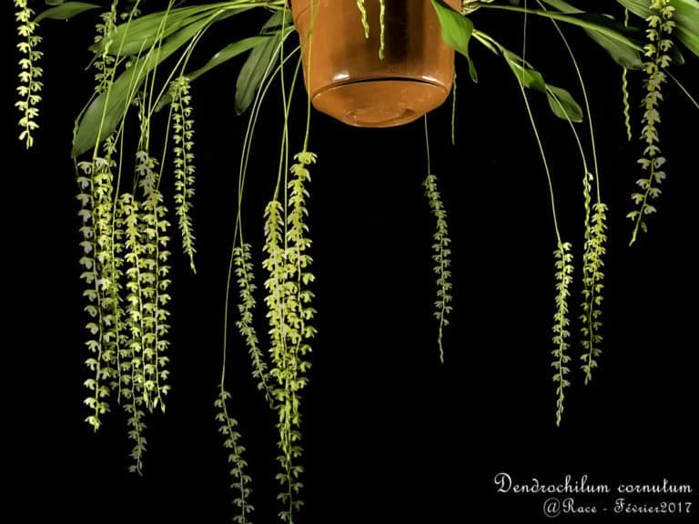 Dendrochilum (Dendrochilum)