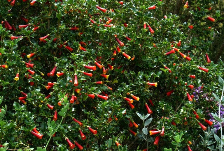 Desfontainia (Desfontainia)