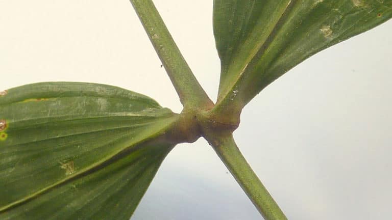 Desmoncus (Desmoncus)