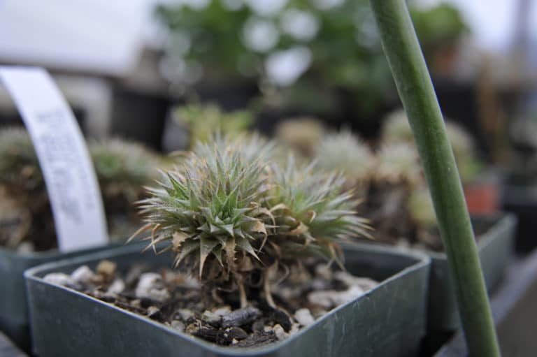 Deuterocohnia (Deuterocohnia)