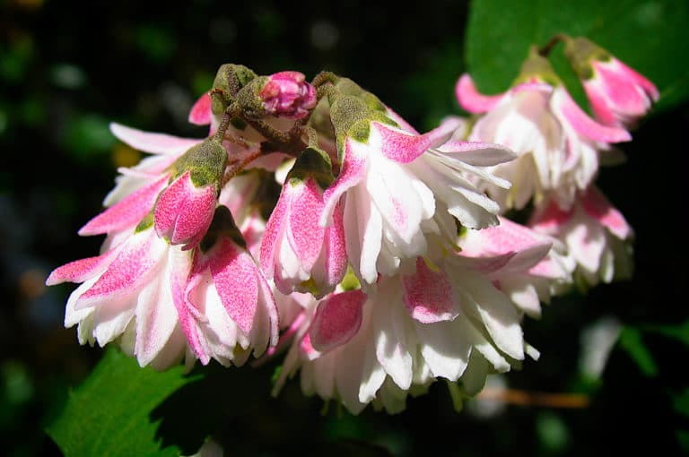 Deutzies (Deutzia)