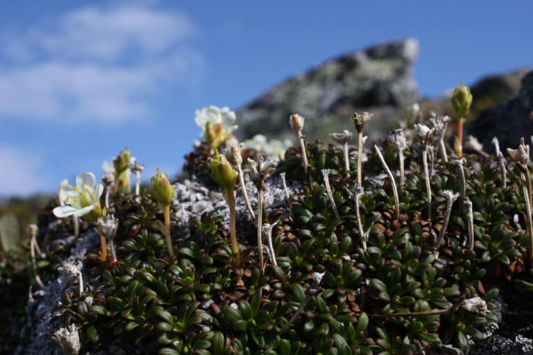 Diapensia (Diapensia)