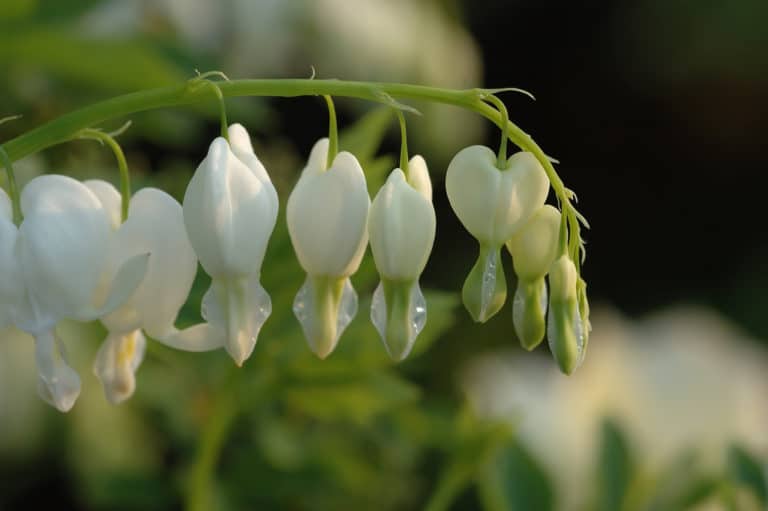 Dicentre (Dicentra)