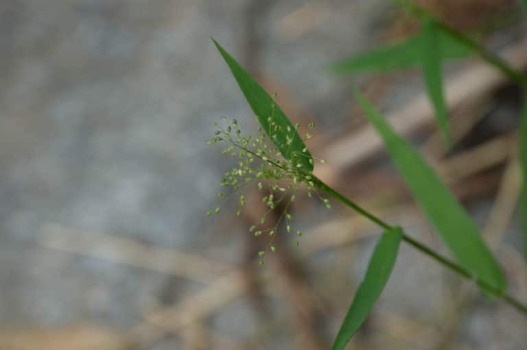 Dichanthelium (Dichanthelium)