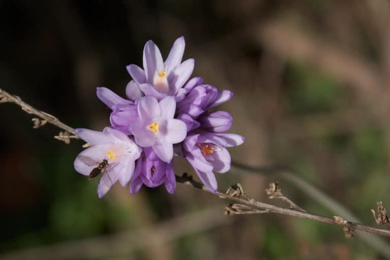 Dichelostemma (Dichelostemma)