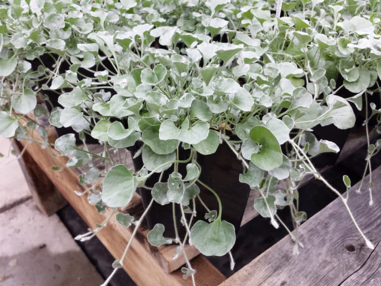 Dichondra (Dichondra)