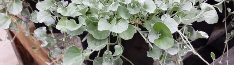 Dichondra
