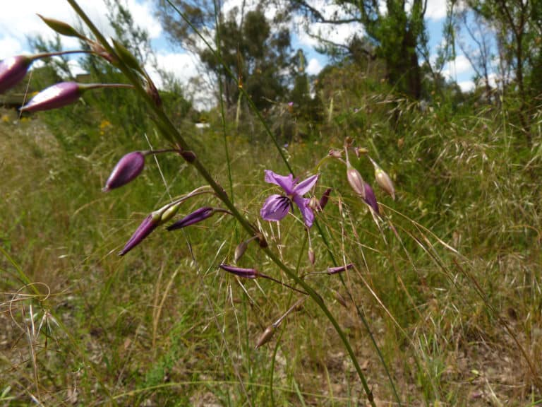 Dichopogon (Dichopogon)