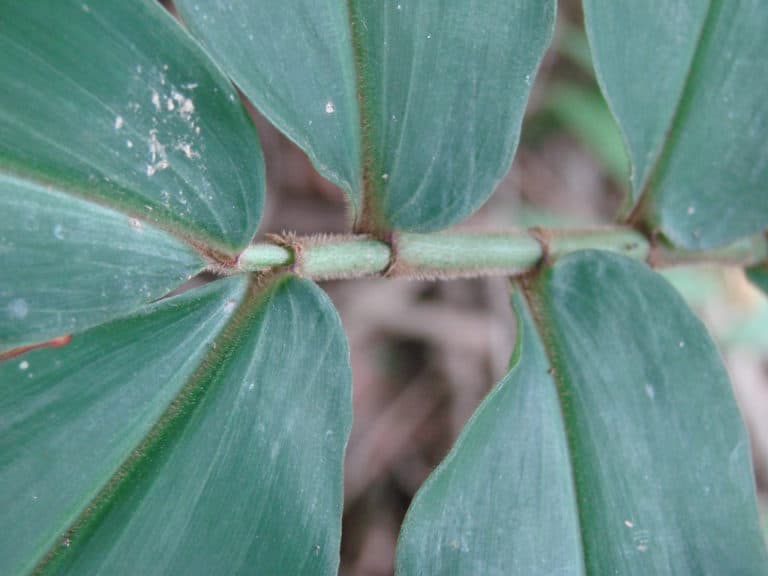 Dichorisandra (Dichorisandra)