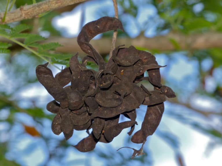 Dichrostachys (Dichrostachys)