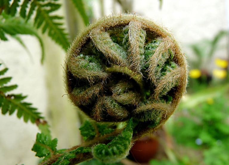Dicksonia (Dicksonia)