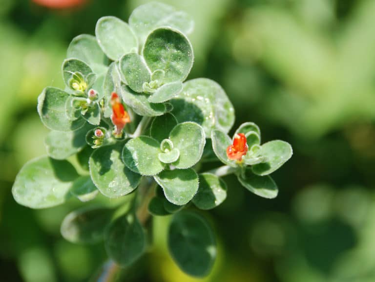 Dicliptera (Dicliptera)