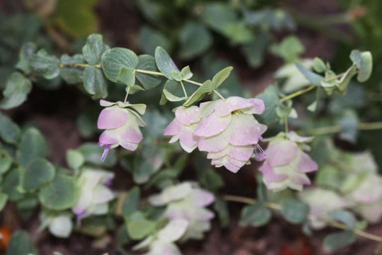 Fraxinelle (Dictamnus)