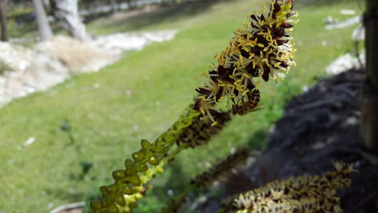 Dictyosperma (Dictyosperma)