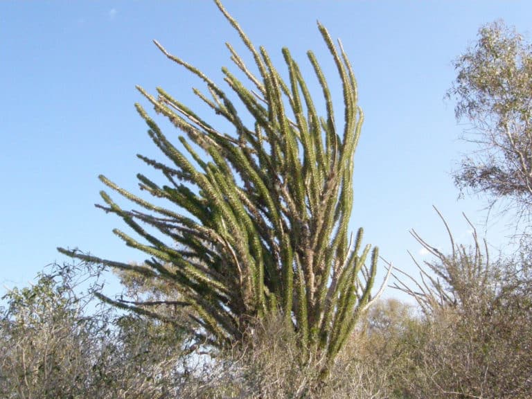 Didierea (Didierea)