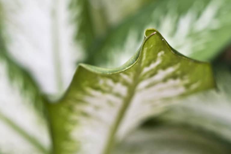 Cannes des muets (Dieffenbachia)
