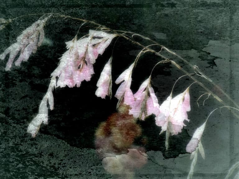 Canne à pêche des Anges (Dierama)