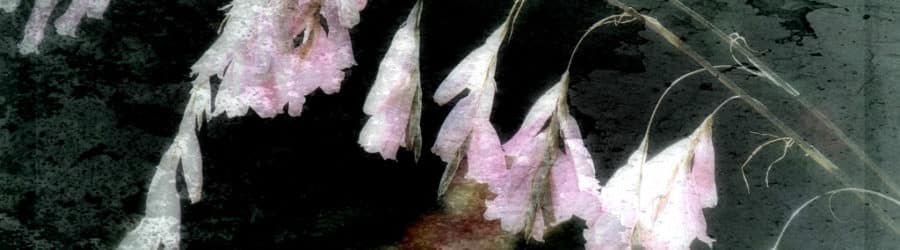 Canne à pêche des Anges