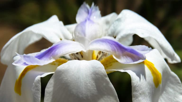 Dietes (Dietes)