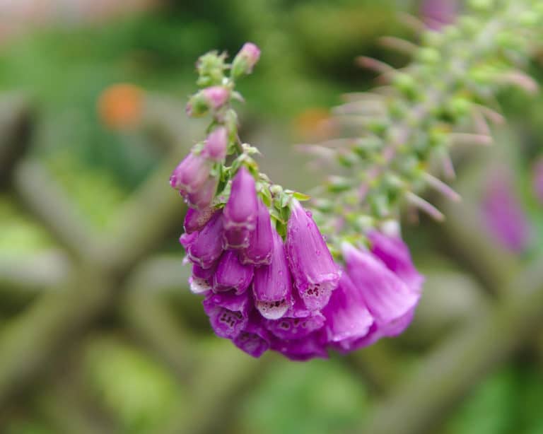 Digitale (Digitalis)