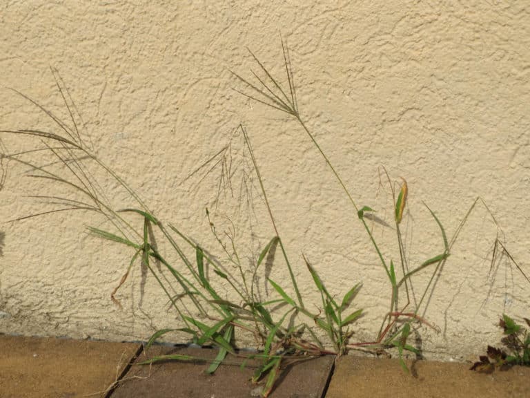 Digitaires (Digitaria)