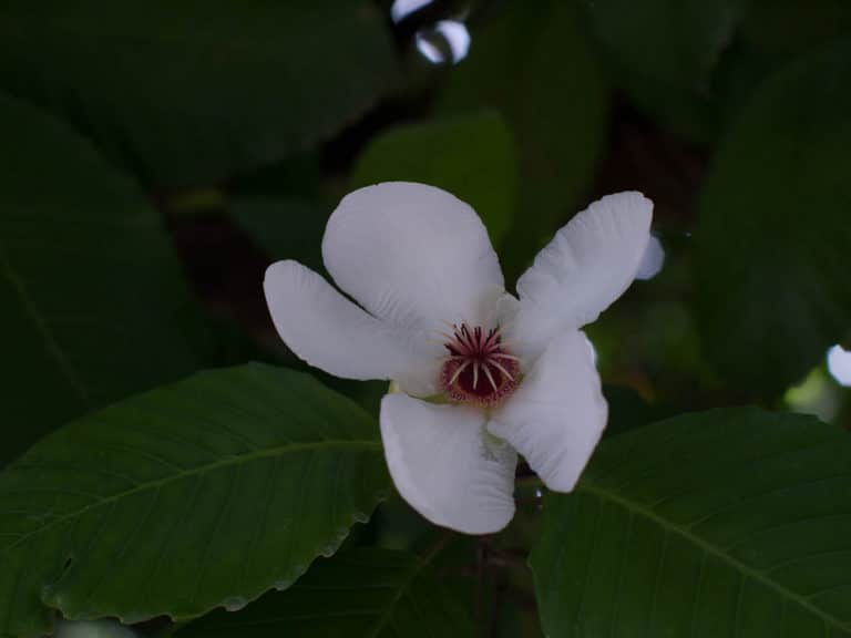 Dillenia (Dillenia)