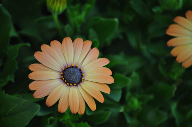 Dimorphotheca (Dimorphotheca)