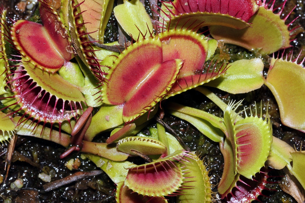 Dionée (Dionaea)