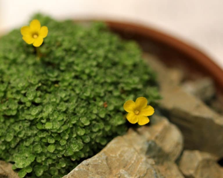 Dionysia (Dionysia)