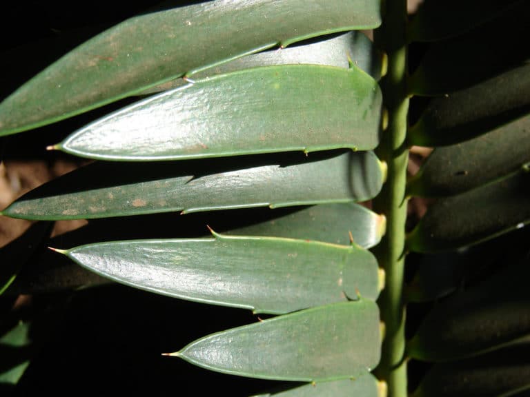 Dioon (Dioon)