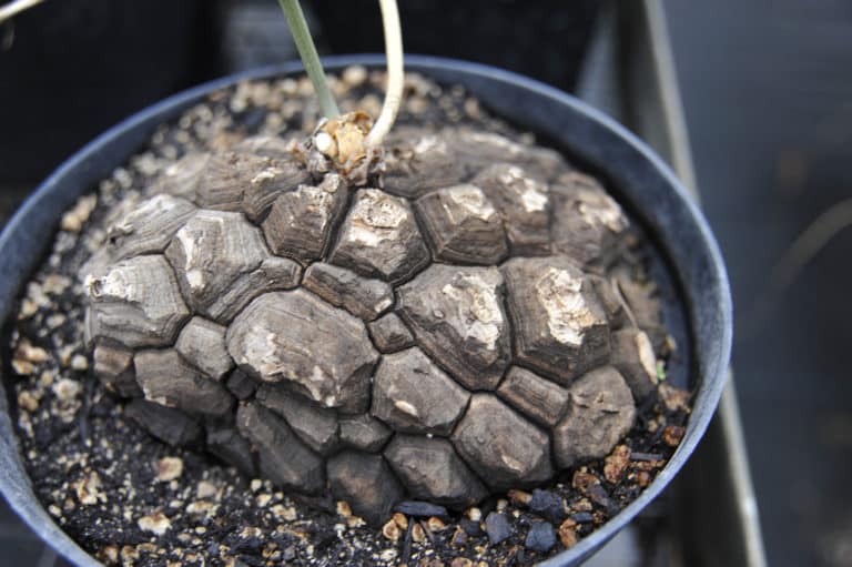 Igname de Chine (Dioscorea)