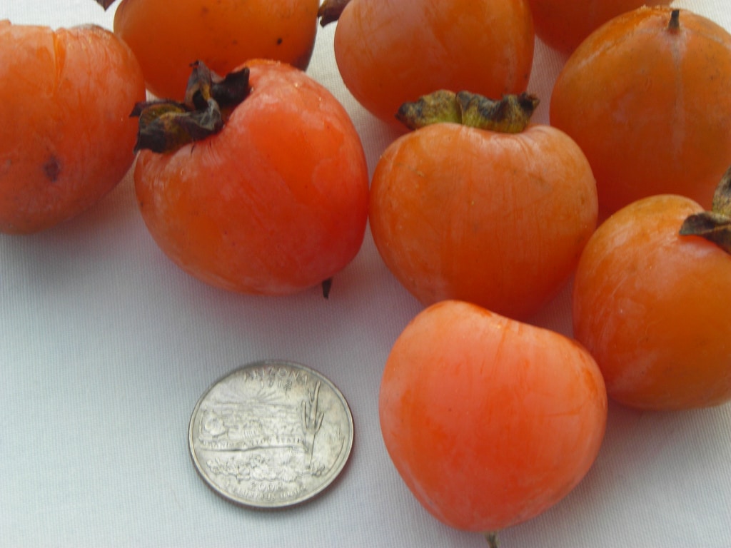 Diospyros (Diospyros)