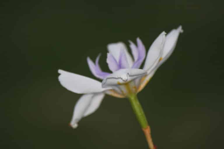 Diplarrena (Diplarrena)