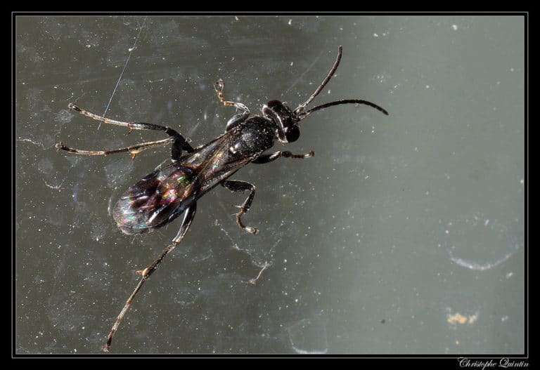 Dipogon (Dipogon)