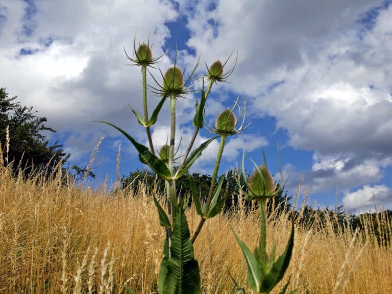 Cardères (Dipsacus)