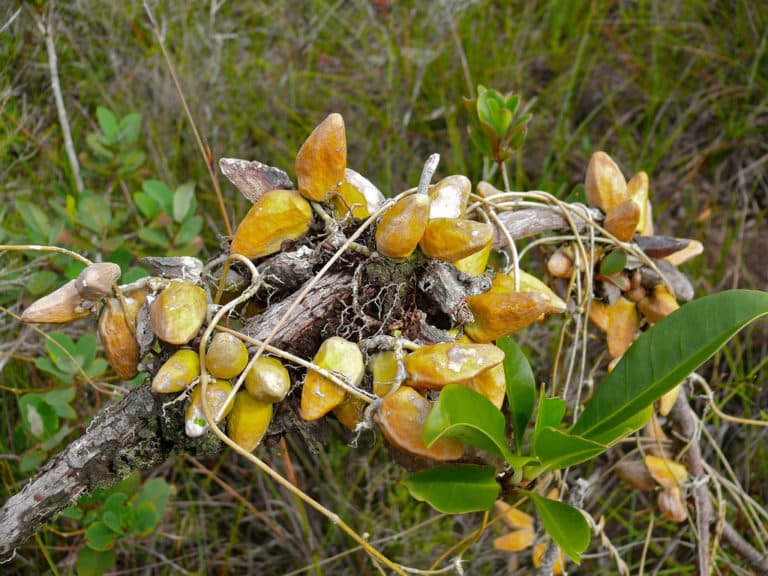 Dischidia (Dischidia)