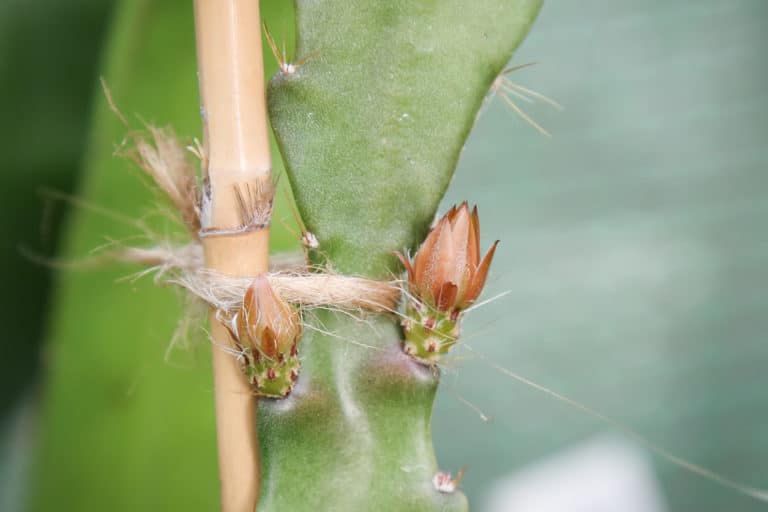 Disocactus (Disocactus)