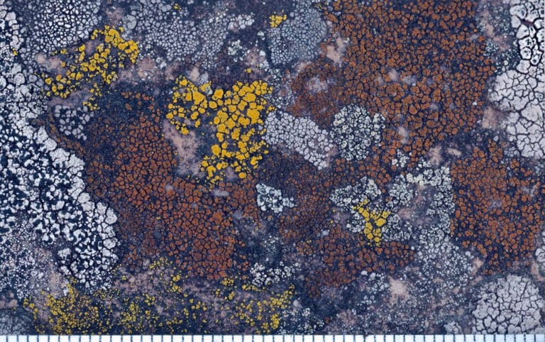 Disporum (Disporum)