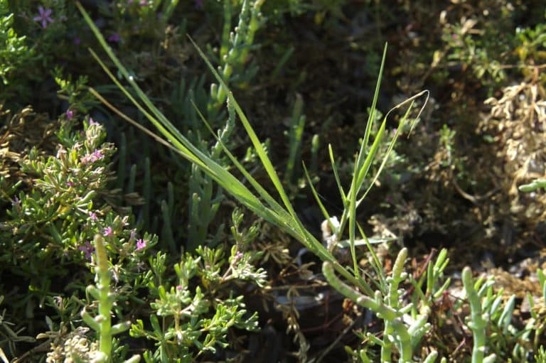 Distichlis (Distichlis)