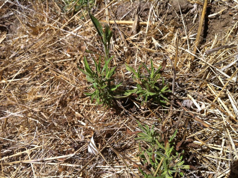 Dittrichia (Dittrichia)