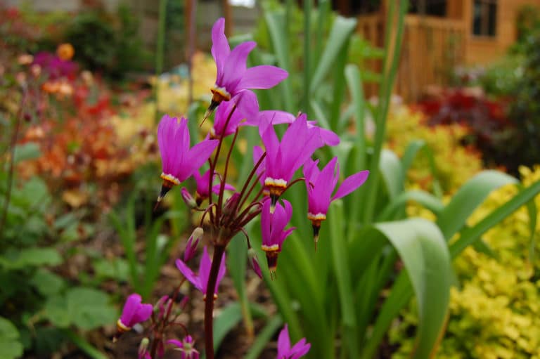 Dodecatheon (Dodecatheon)