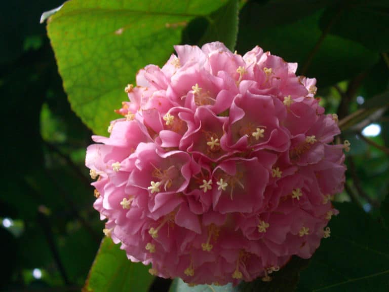 Dombeya (Dombeya)