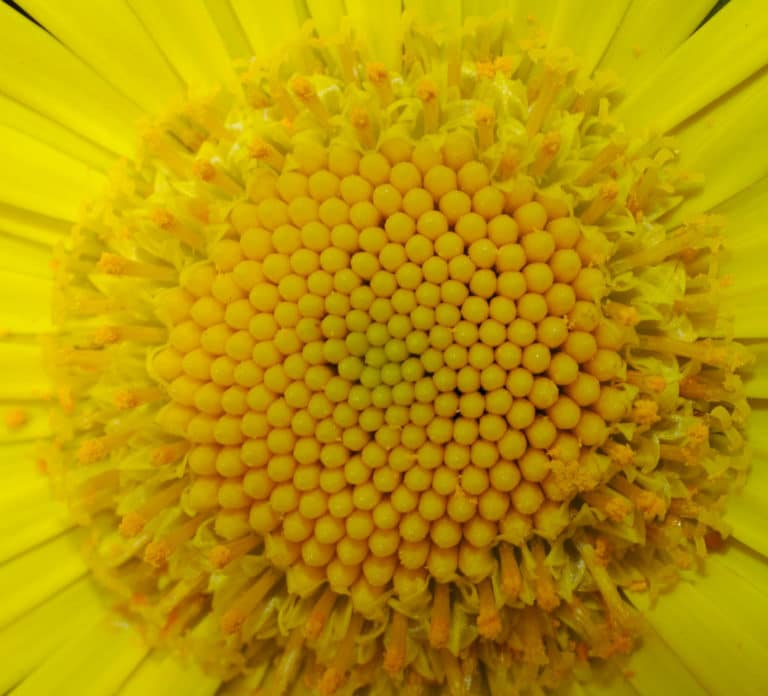Doronic (Doronicum)