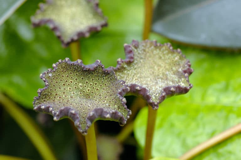 Dorstenia (Dorstenia)