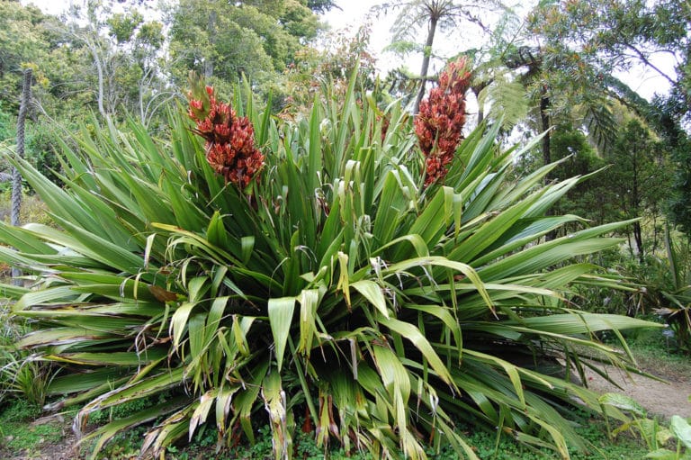 Doryanthes (Doryanthes)