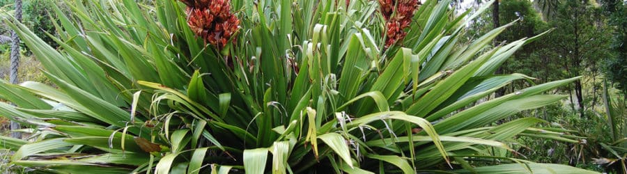 Doryanthes